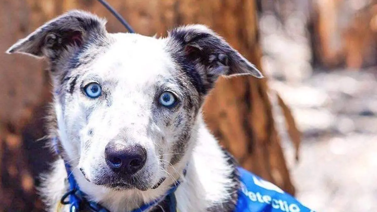 Oso el perro que ayuda a rescatar koalas